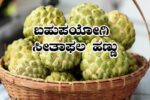 ಸೀತಾಫಲ ಹಣ್ಣು ಆರೋಗ್ಯಕ್ಕೂ ಪ್ರಯೋಜನಕಾರಿ