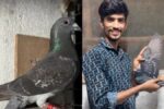 1,790ಕಿ.ಮೀ. ದೂರಕ್ಕೆ ಹಾರಿ ಮಾಲಕನನ್ನು ಅರಸಿ ಬಂದ ಪಾರಿವಾಳ- ಅತೀ ಸಣ್ಣ ವಯಸ್ಸಿಗೆ ದಾಖಲೆ