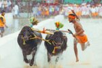 ಬೆಂಗಳೂರಿನಲ್ಲಿ ಕಂಬಳ ನಡೆಸಲು ಹೈಕೋರ್ಟ್‌ ಅನುಮತಿ