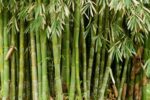 Bamboo plastic ಚೀನಾ ಸಂಶೋಧಕರಿಂದ ಹೊಸ ಮಾದರಿ ಪ್ಲಾಸ್ಟಿಕ್ ಆವಿಷ್ಕಾರ, ಇದು 50 ದಿನದಲ್ಲಿ ಮಣ್ಣಲ್ಲಿ ಕರಗತ್ತೆ!