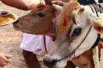ಮುಜರಾಯಿದೇವಾಲಯಗಳಲ್ಲಿ ಗೋ ಪೂಜೆ ಕಡ್ಡಾಯ.! ಸಚಿವ ರಾಮಲಿಂಗಾ ರೆಡ್ಡಿ