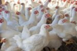 ಉಚಿತ ಕೋಳಿಮರಿಗಳ ವಿತರಣೆಗೆ ಅರ್ಜಿ ಆಹ್ವಾನ
