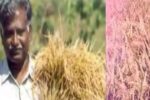 ರಾಷ್ಟ್ರ ಪ್ರಶಸ್ತಿ ಪುರಸ್ಕೃತ ಮಲ್ಲಿಗೆ ಭತ್ತದ ತಳಿ ಅಭಿವೃದ್ಧಿ ಪಡಿಸಿದ ಎಂ. ಲಿಂಗಮಾದಯ್ಯ ಇನ್ನಿಲ್ಲ.!