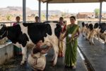 ಗಣಿಬಾಧಿತ ಈ ಗ್ರಾಮಗಳ ಸ್ವಸಹಾಯ ಗುಂಪಿನ ಮಹಿಳೆಯರಿಗೆ ಹಸು ಎಮ್ಮೆ ಗೆ ಅರ್ಜಿ ಹಾಕಿ
